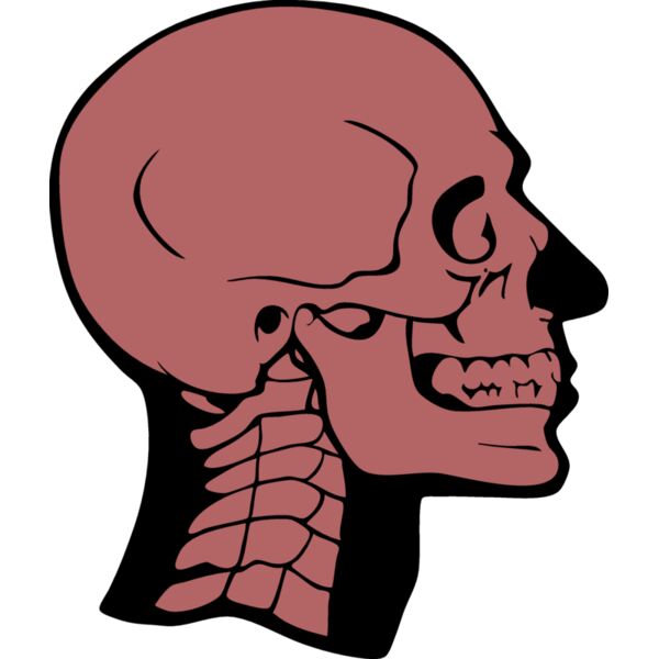 skullD02 eps Thumbnail