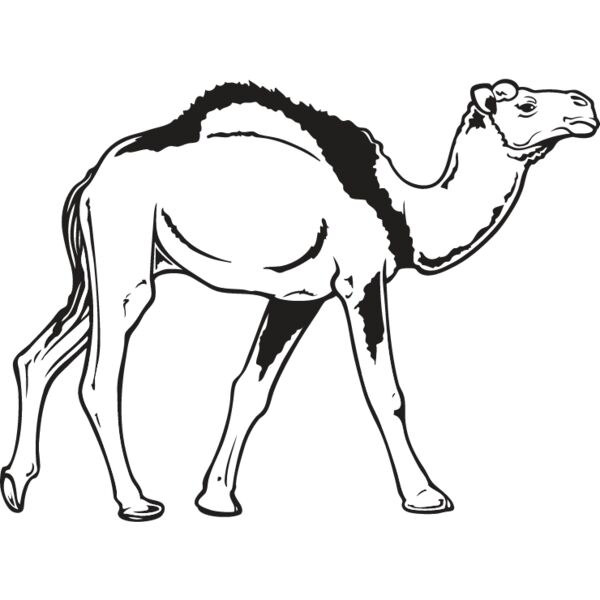 Camel2 Thumbnail