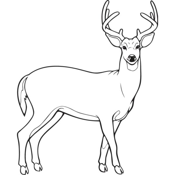Deer4 Thumbnail