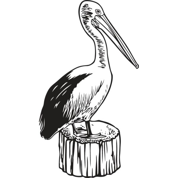 Pelican Thumbnail