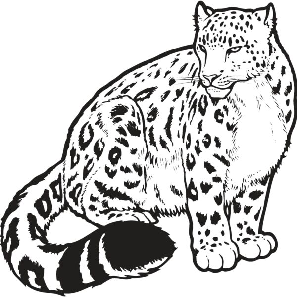 Snow Leopard Thumbnail