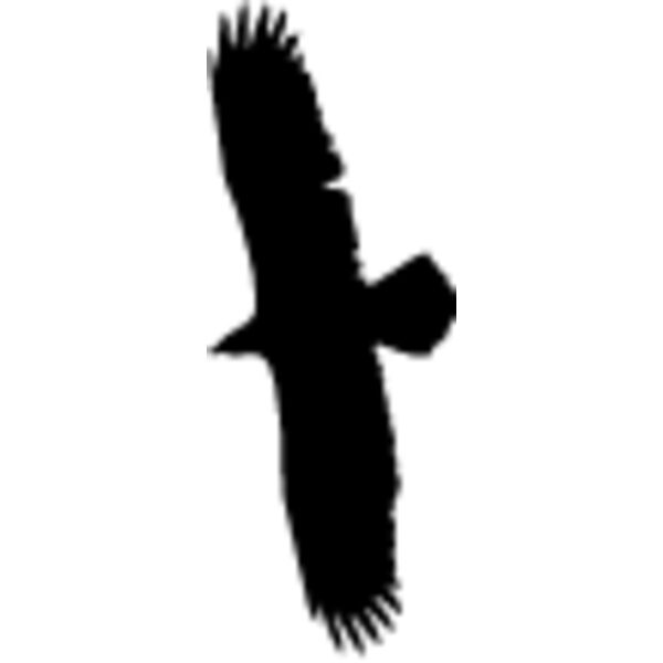 Flying Eagle Silhouette4 Thumbnail