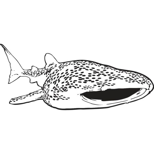 Whale Shark Thumbnail