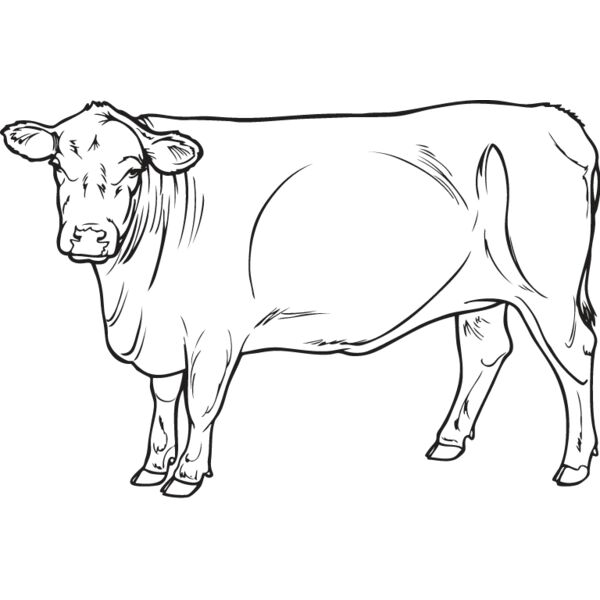 Cow3 Thumbnail