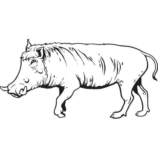 Wild Boar1 Thumbnail