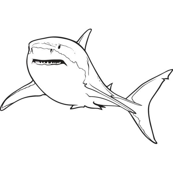 Great White Shark1 Thumbnail