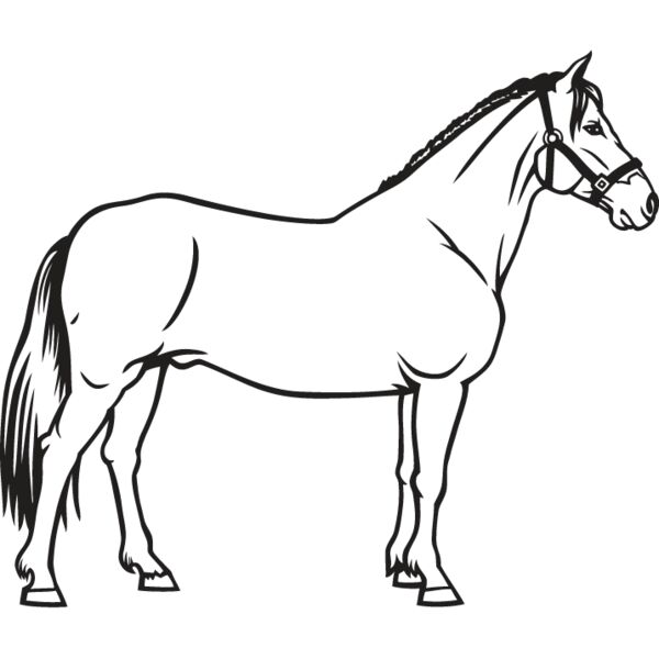 Horse10 Thumbnail