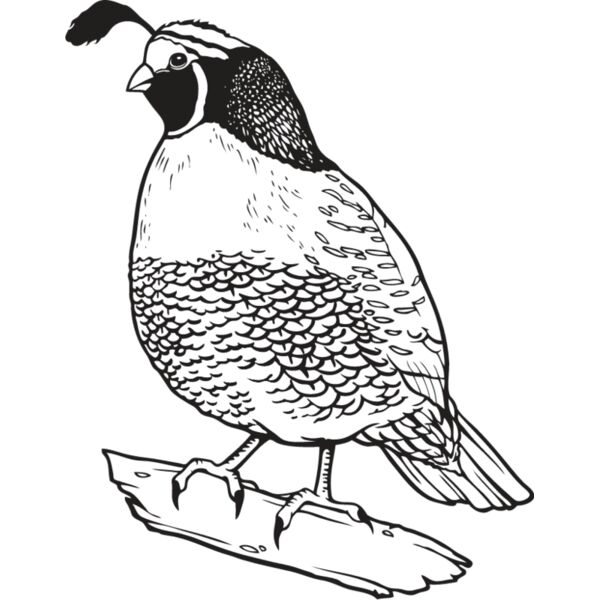 Quail2 Thumbnail