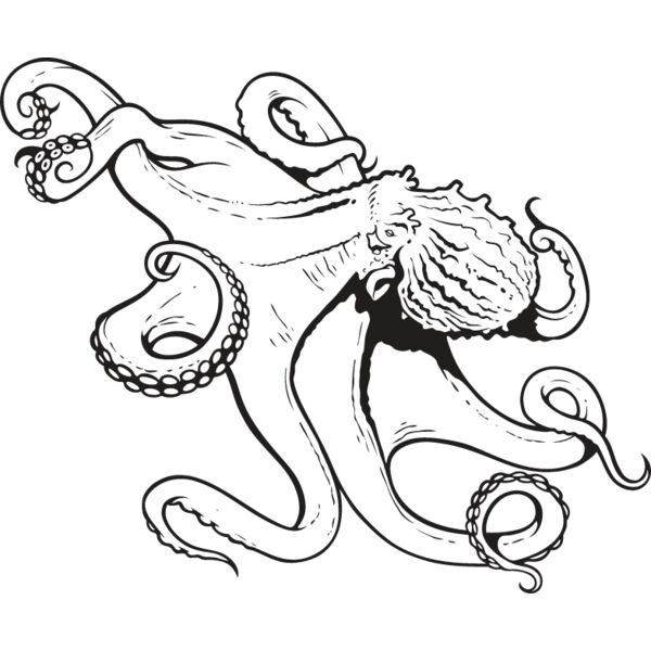 Octopus1 Thumbnail