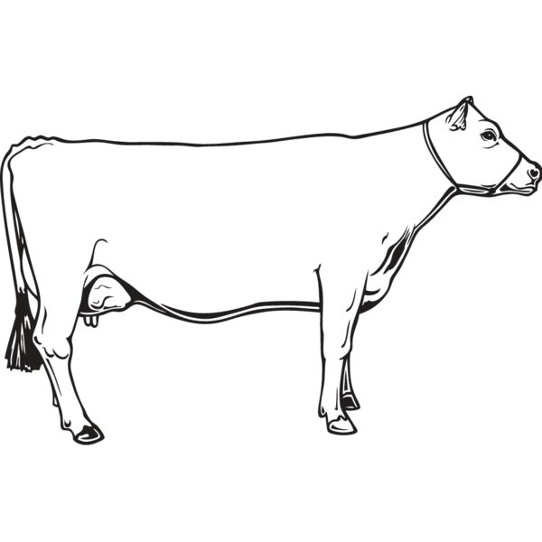 Cow7 Thumbnail