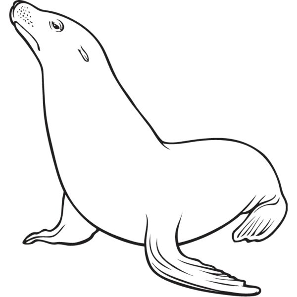 Sea Lion Thumbnail