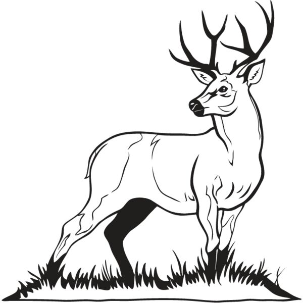 Deer1 Thumbnail