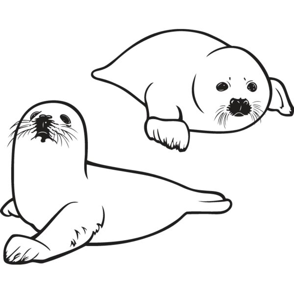 Baby Seals Thumbnail