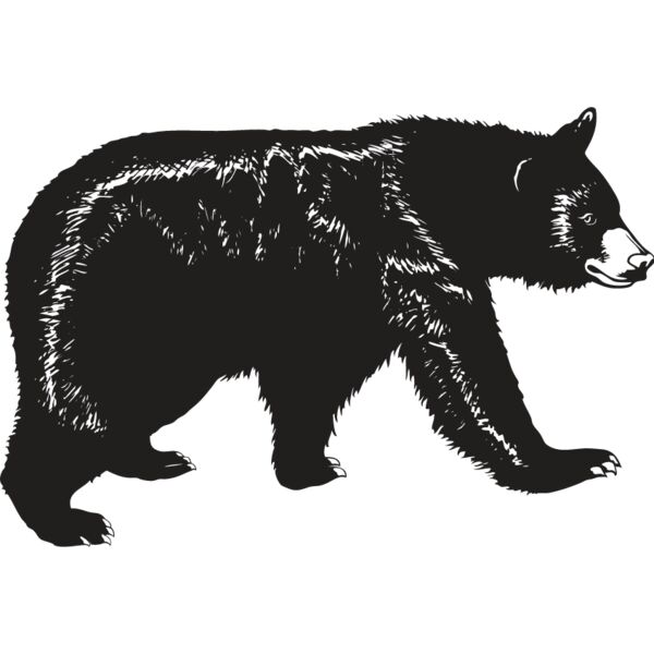 Black Bear Thumbnail