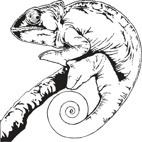 Chameleon Thumbnail