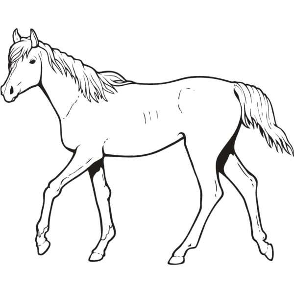Horse7 Thumbnail