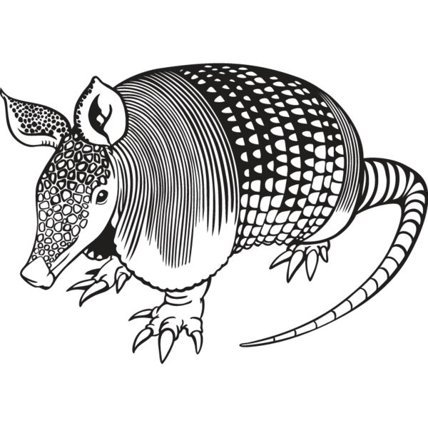 Armadillo1 Thumbnail