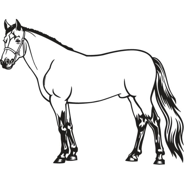 Horse4 Thumbnail