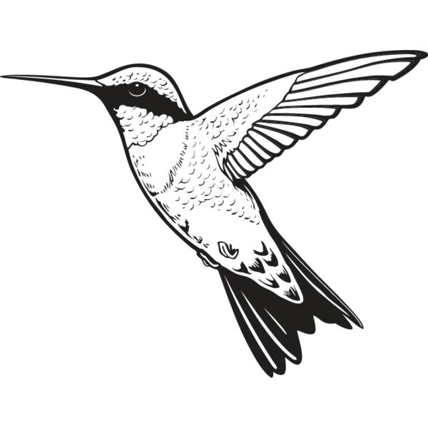 Hummingbird Thumbnail