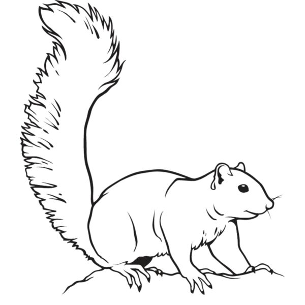 Squirrel Thumbnail