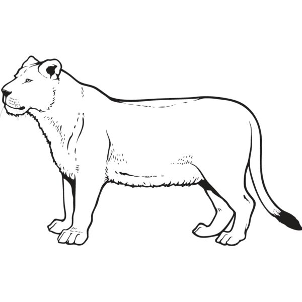 Lioness1 Thumbnail