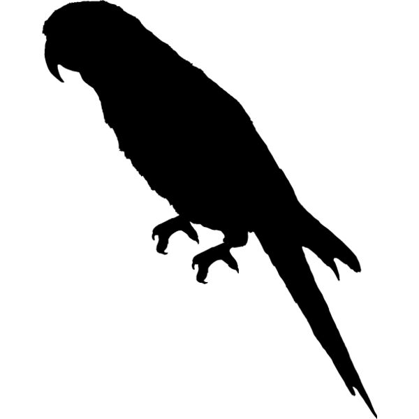 Parrot Silhouette4 Thumbnail