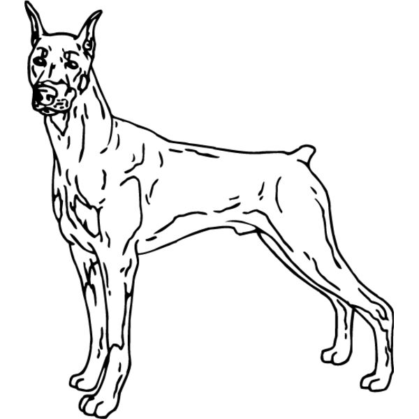 Doberman1 Thumbnail