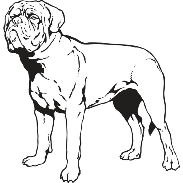 French Mastiff Thumbnail