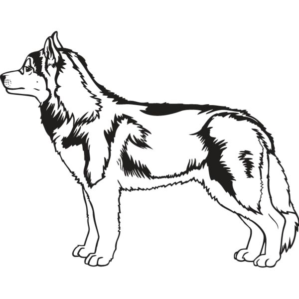 Siberian Husky2 Thumbnail