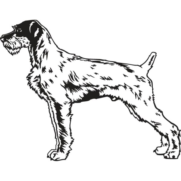 Wirehaired Pointer1 Thumbnail