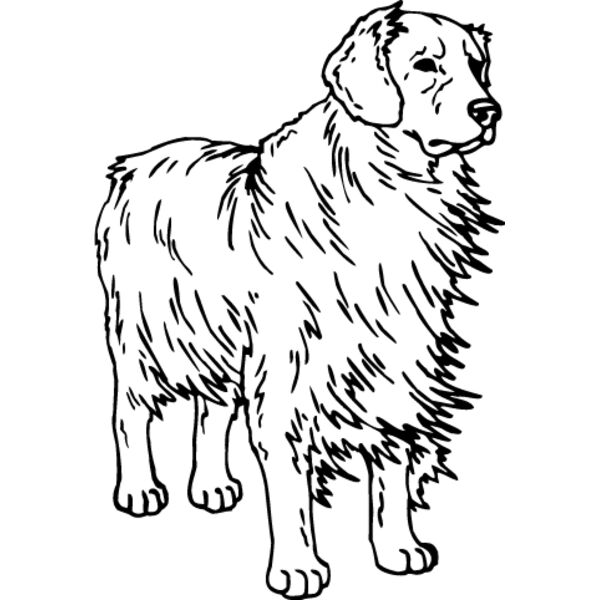 Golden Retriever1 Thumbnail