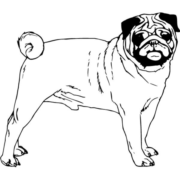 Pug2 Thumbnail
