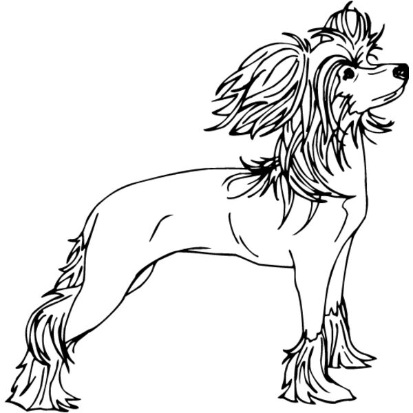 Chinese Crested2 Thumbnail