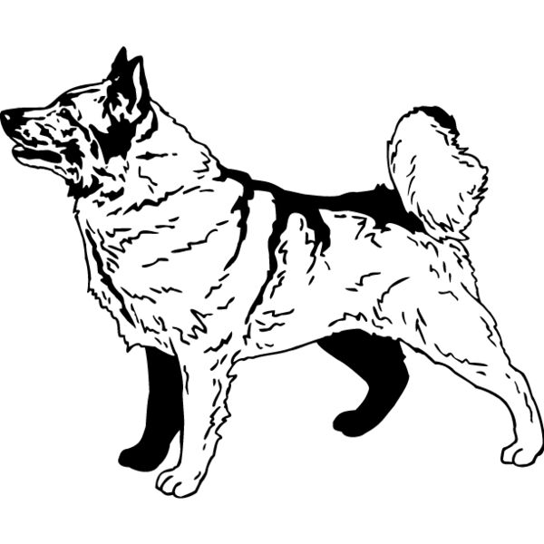 Norweigian Elk Hound Thumbnail