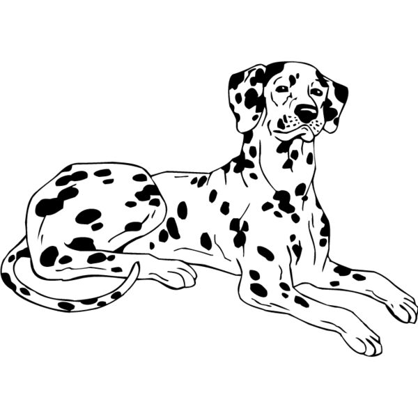 Dalmation2 Thumbnail