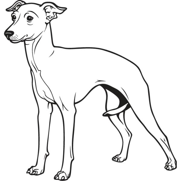Italian Greyhound Thumbnail