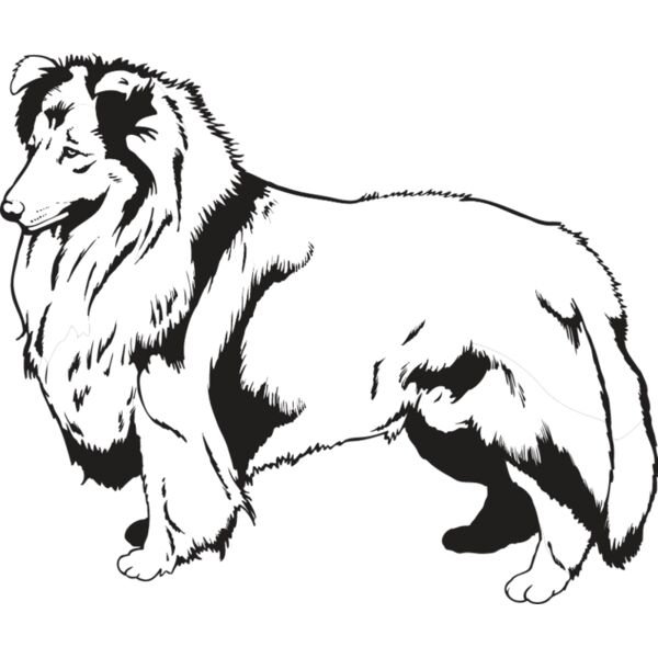 Shetland Sheepdog2 Thumbnail