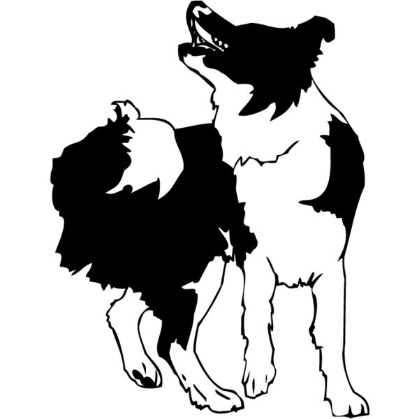 Border Collie2 Thumbnail