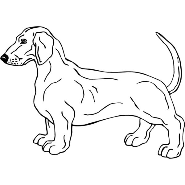 Dachshund1 Thumbnail