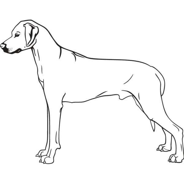 Rhodesian Ridgeback Thumbnail