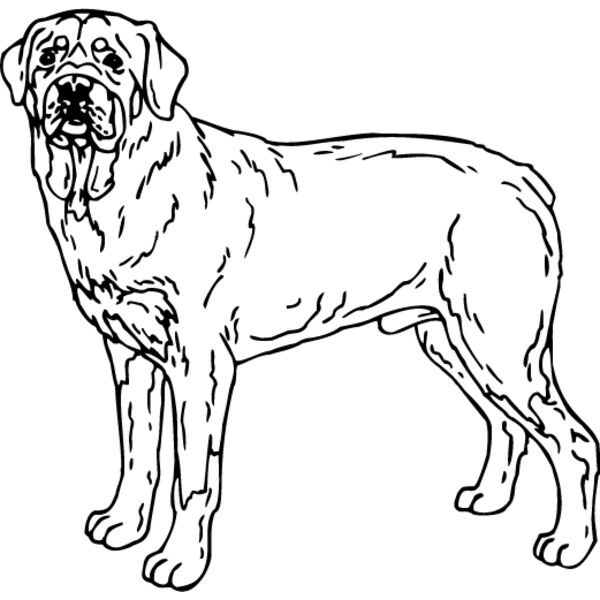 Rottweiler1 Thumbnail