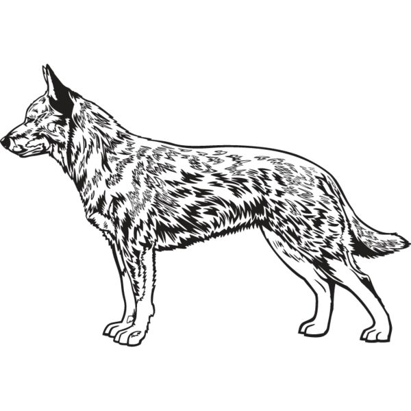 Australian Cattle Dog Thumbnail