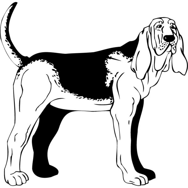 Bloodhound1 Thumbnail