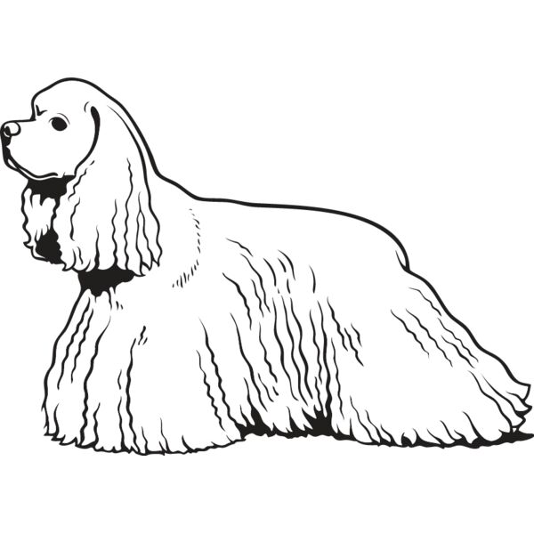 King Charles Spaniel4 Thumbnail