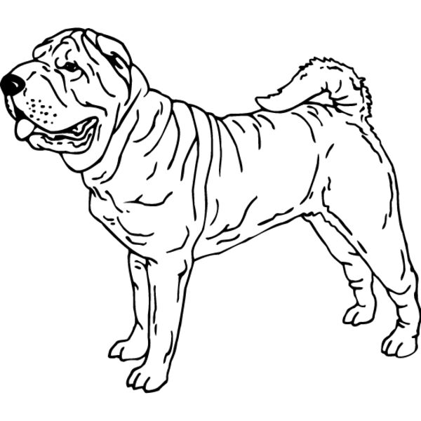 Shar Pei1 Thumbnail