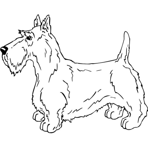 Scottish Terrier1 Thumbnail