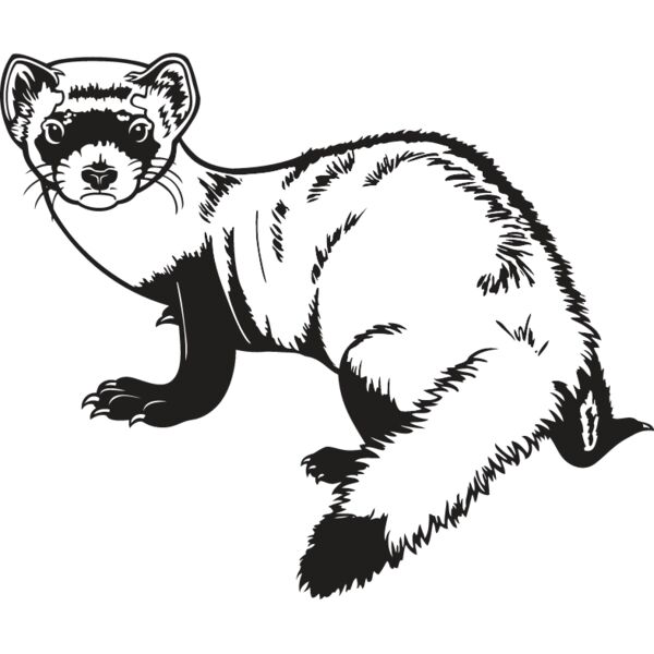 Ferret2 Thumbnail