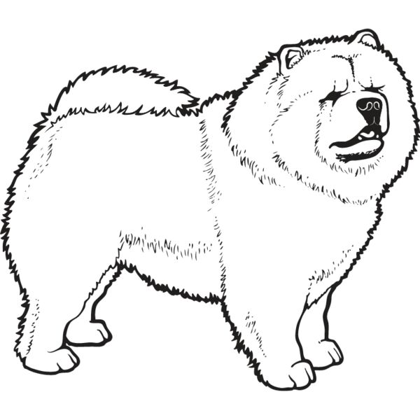 Chow Chow2 Thumbnail