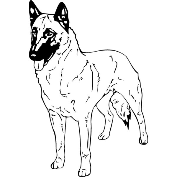 Belgian Shepherd Thumbnail