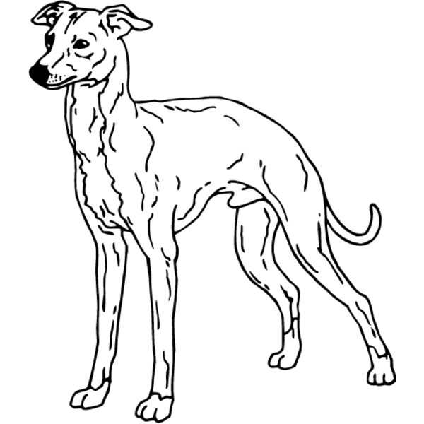 Cirneco of Etna Thumbnail